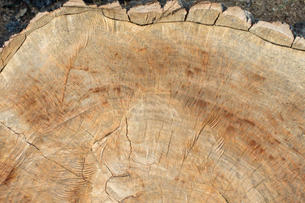 istock Cross section of a large tree. Wooden background. 1279452185