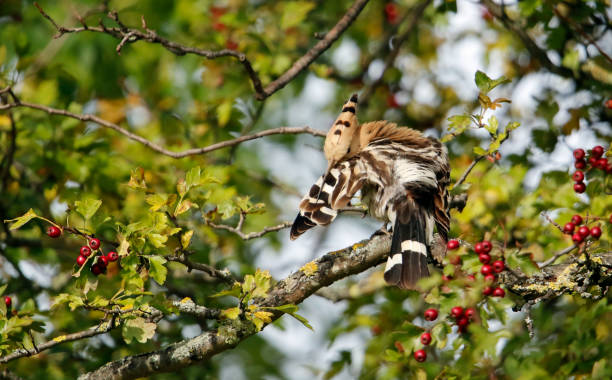 Hoopoe preening in a tree Eurasian hoopoe preening in a tree preening stock pictures, royalty-free photos & images