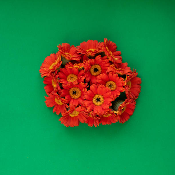 Group of Daisy flowers in centre, green background