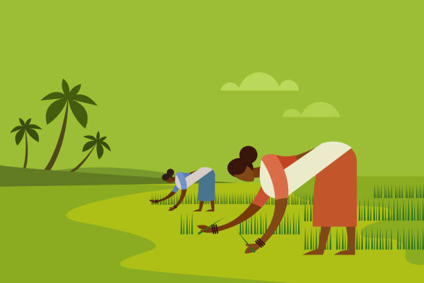 Two women agricultural workers planting paddy seedling in the field Two women agricultural workers planting paddy seedling in the field tamil nadu landscape stock illustrations