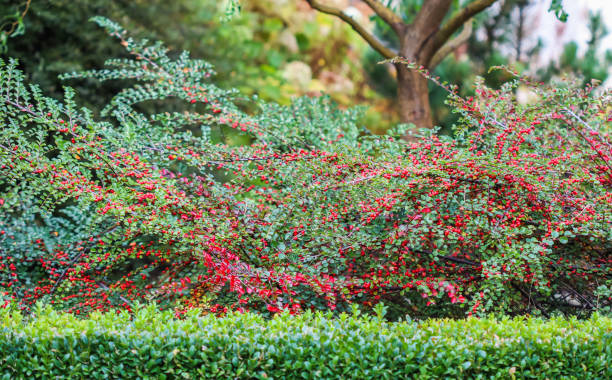 Many red fruits on the branches of a cotoneaster horizontalis bush in the garden in autumn Many red fruits on the branches of a cotoneaster horizontalis bush in the garden in autumn. Natural background cotoneaster stock pictures, royalty-free photos & images