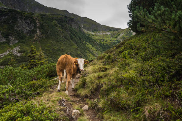 istock cow stands and looks on a hiking trail 1279457065