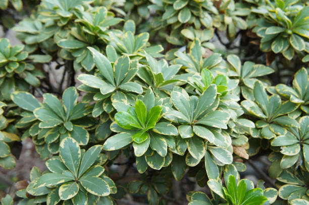 Pittosporum tobira variegata or variegated mock orange green leaves stock photo