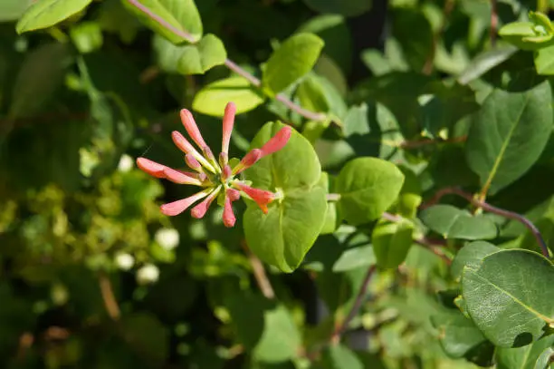 Photo of Lonicera sempervivens blanche sandman or trumpet honeysuckle plant