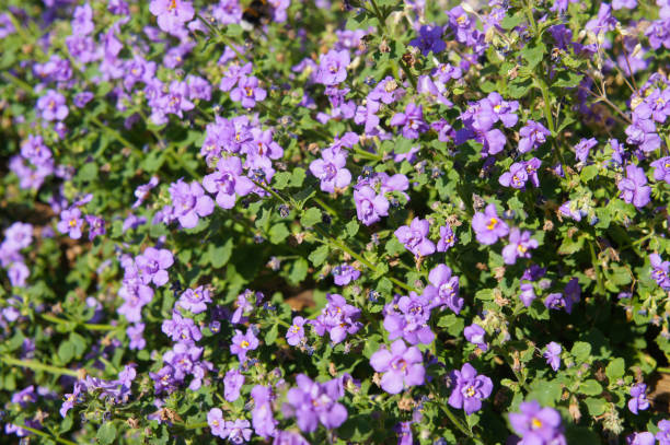 istock Bacopa scopia double indigo blue flowers 1279458959
