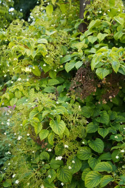 Hydrangea anomala petiolaris or japanese climbing-hydrangea green blossoming plant