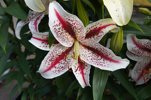 Lilium oriental tiger woods white lily flower with red core