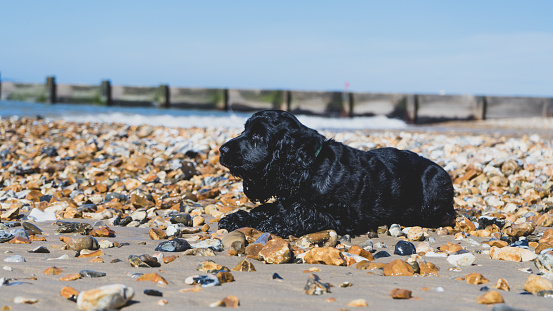 A young black cocker spaniel puppy enjoys his first trip to the beach on the south coast of England. Boscombe Beach in the summer with a new puppy