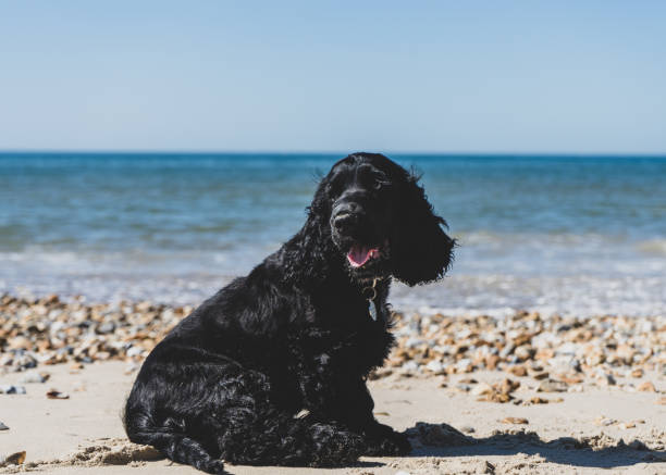 A 10 week old cocker spaniel puppy sits on the ocean edge and looks back at his owners with a smile on his face A young black cocker spaniel puppy enjoys his first trip to the beach on the south coast of England. Boscombe Beach in the summer with a new puppy boscombe photos stock pictures, royalty-free photos & images