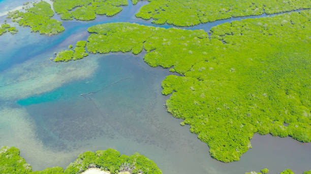 istock Green mangroves. Bohol, Philippines 1279459765