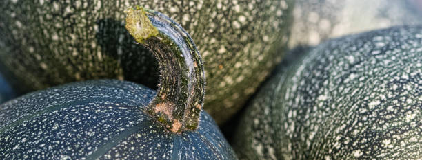 istock Green pumpkins texture web banner, full frame decorative close up fall background 1279459791