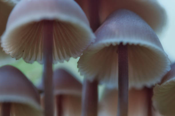 istock Mushroom magic - Abstract blurred background with gills and caps macro 1279459800