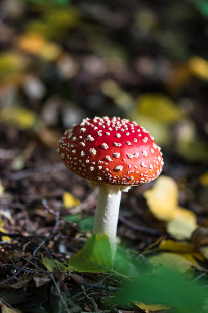 fly agaric  toadstool texture close up - mushroom fly agaric mushroom photograph toadstool imagens e fotografias de stock