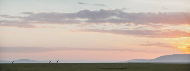 istock Giraffes in the morning sun, Maasai Mara 1279459850