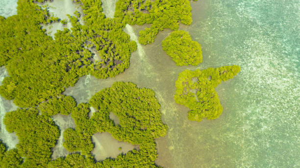 istock Green mangroves. Bohol, Philippines 1279460142