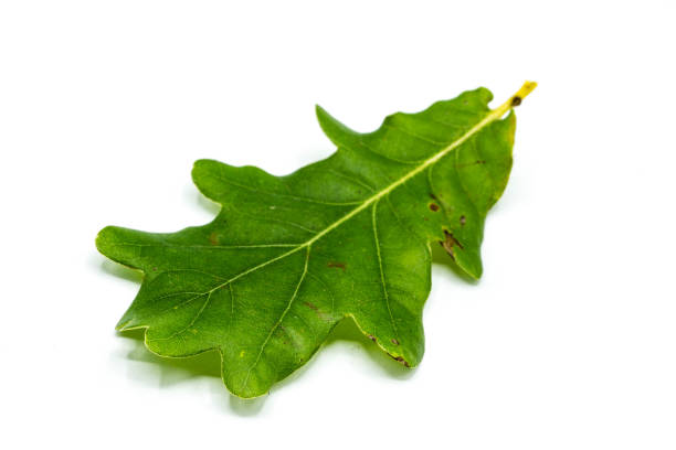 oak leaf isolated on white background - oak leaf leaf oak tree spring imagens e fotografias de stock