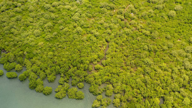 istock Green mangroves. Bohol, Philippines 1279461082