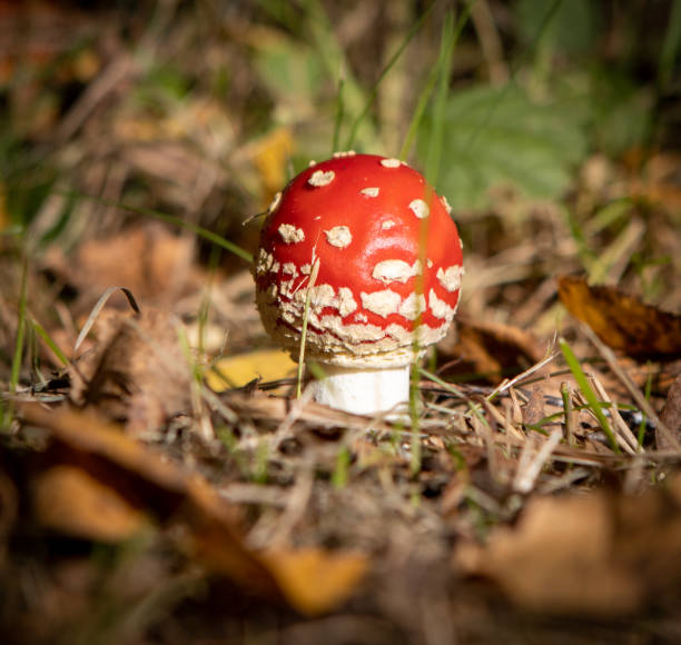 istock small poisonous toadstool with its loud red cap stands on the forest floor 1279462097