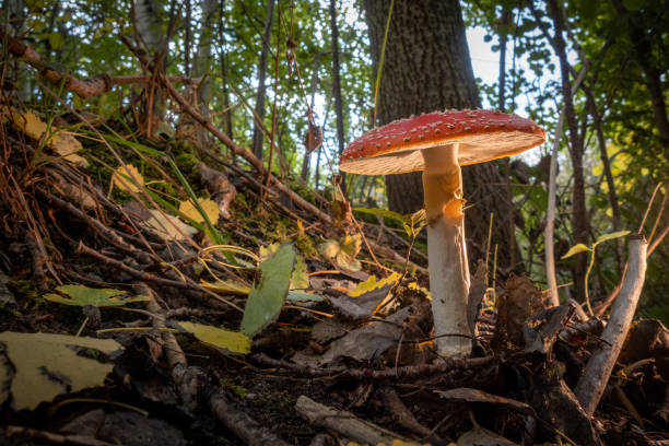 istock large poisonous toadstool with its loud red cap stands on the forest floor 1279462758