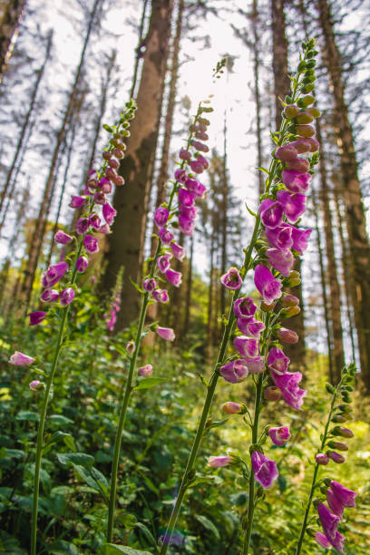 istock Wild common foxglove (Digitalis purpurea) growing in German forest. Captured on a sunny day against the sunlight 1279462912