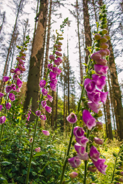 istock Wild common foxglove (Digitalis purpurea) growing in German forest. Captured on a sunny day against the sunlight 1279462946