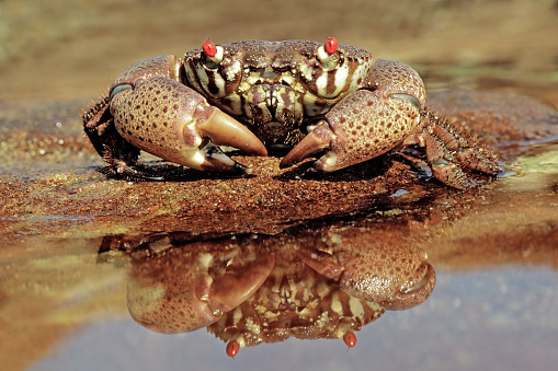 Green Carcinus Maenas Crab Under the Water