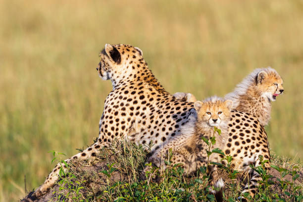 istock Cheetah female with cubs resting in the savannah 1279464377