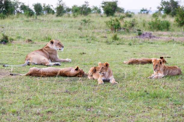 istock Lion Cubs with their mother which rest 1279464904