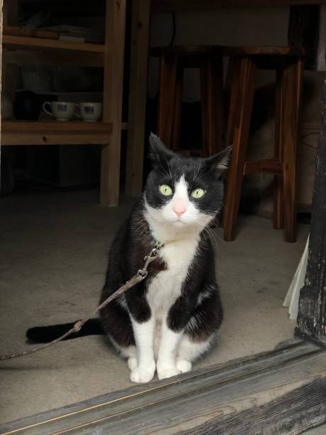 istock the cat in the house in Takehara Hiroshima 1279471642