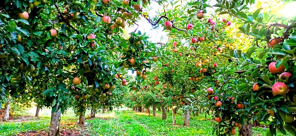 ripe apples in an orchard ready for harvesting,morning shot picture