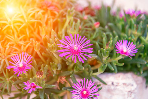 Purple Trailing ice flower, lampranthus spectabilis. Close up