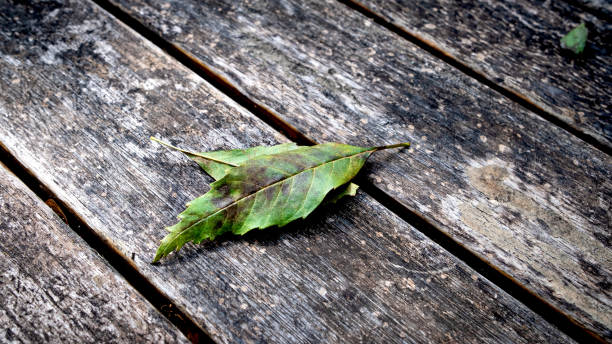 istock Autumn leaves fallen from the tree on a wooden table at forest. 1279474125