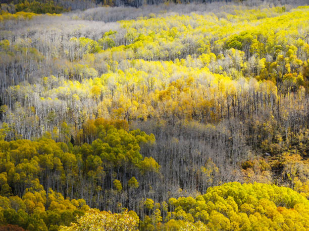Patchwork of Aspen Colonies Patchwork of different Quacking Aspen, in the Fall, with some still having theis yellow colored autumn leaves and other colonies already bare, in the Monti-La Sal National Forest of Utah, USA la sal mountains stock pictures, royalty-free photos & images