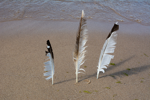 three birds feather on beach sands.