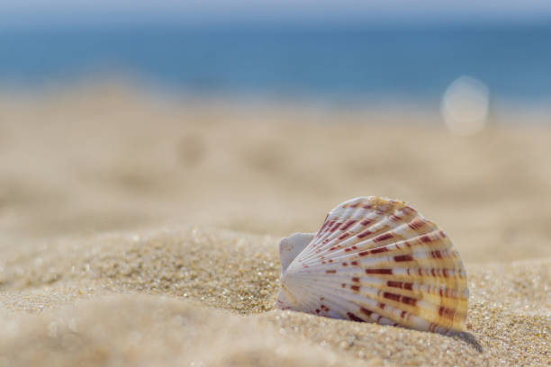 istock seashells on the beach in the sand in sunny day 1279479154