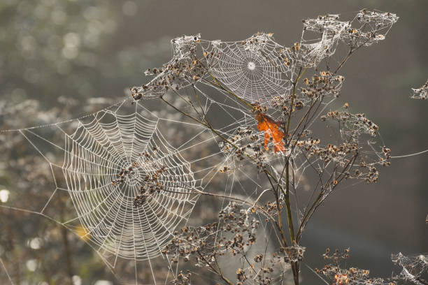 regentropfen bedeckt spinnennetz auf baum äste im herbst nebel - fog wet rain tree stock-fotos und bilder