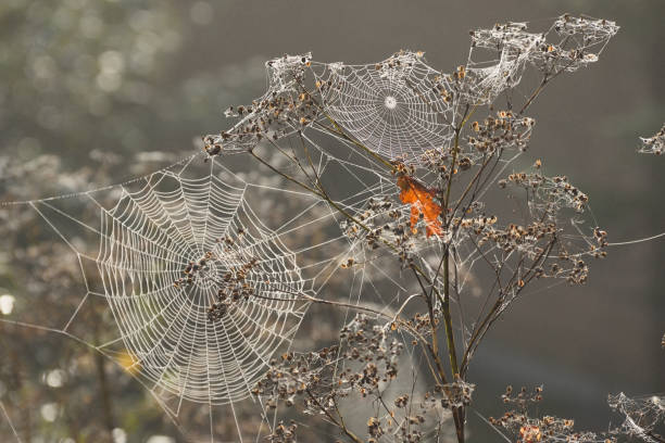 gota de lluvia cubierto spider web en las ramas de los árboles en la niebla de otoño - fog wet rain tree fotografías e imágenes de stock