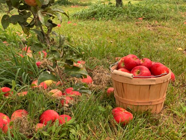 Basket of fresh picked apples stock photo