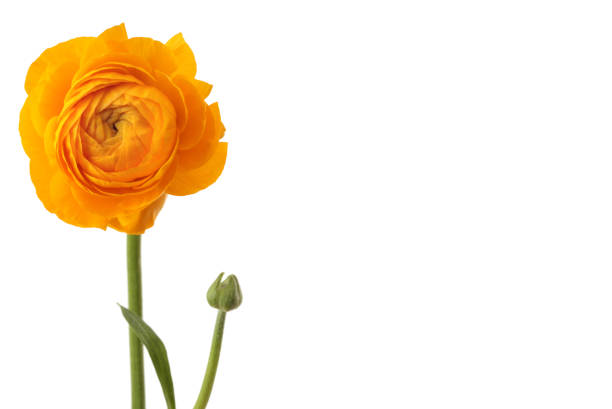 istock Yellow anemone flower. Isolated on white. 1279482073