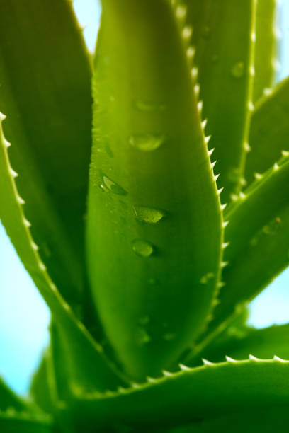 istock Green aloe vera with water drops. Close up. 1279482115