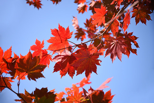 Maple branch with autumn red leaves on a blue sky background