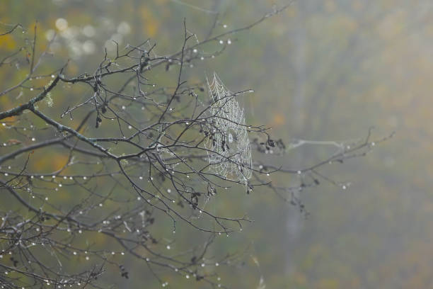 regentropfen bedeckt spinnennetz auf baum äste im herbst nebel - fog wet rain tree stock-fotos und bilder