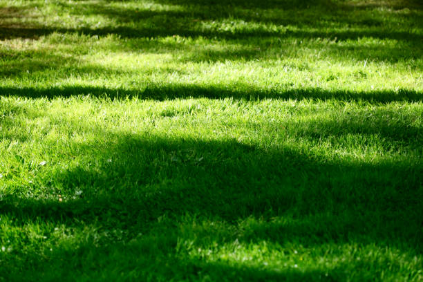 istock Green grass meadow background. Light and shadows. 1279483347