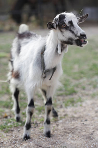 istock White black cute domestic decorative goat (lamb) in nature. 1279483761