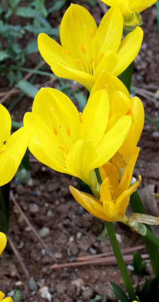 istock yellow crocus flowers in the garden 1279484553
