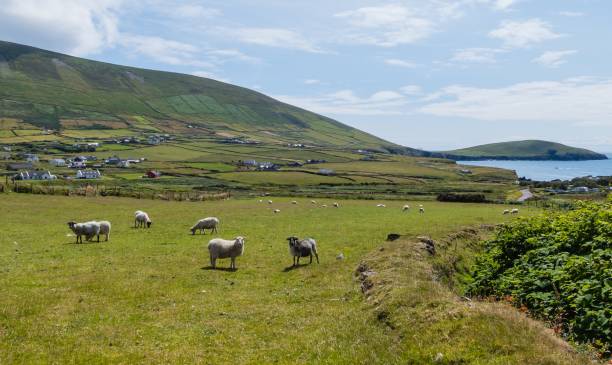 istock Sheep on Pasture in Ireland 1279484618