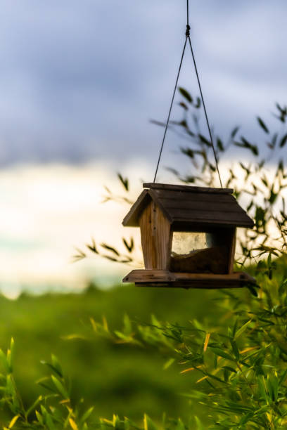 istock bird feeder attached to a tree, in the setting sun, in Provence 1279484968