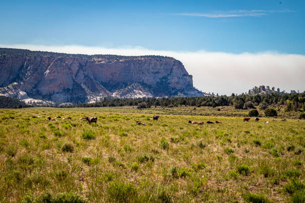 longhorn longhorn na otwartym wybiegu - texas longhorn cattle bull cattle wild west zdjęcia i obrazy z banku zdjęć