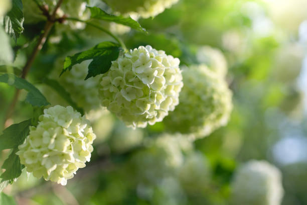 istock Blooming viburnum buldenezh, white flowers 1279487268