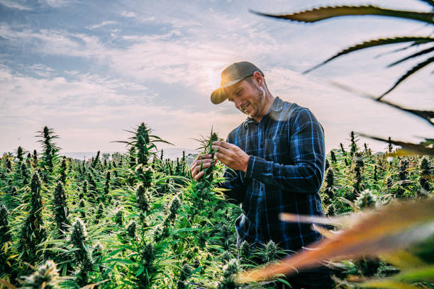 Farmer Inspects His Mature Herbal Cannabis Plants at a CBD Oil Hemp Marijuana Farm in Colorado stock photo